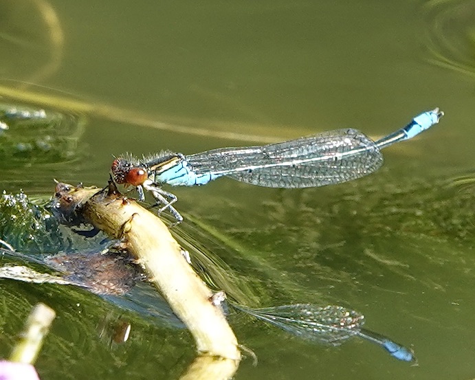 small red-eyed damselfly